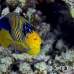 angelfish_regal_sjc_si_h_0212_egy1837.jpg